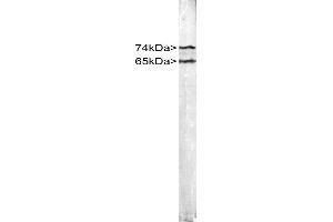 Stripe blot of crude HeLa cell extract stained with CPCA-LaminAC. (Lamin A/C 抗体)