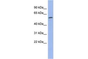 Image no. 1 for anti-Zinc Finger Protein 577 (ZNF577) (N-Term) antibody (ABIN6742897) (ZNF577 抗体  (N-Term))