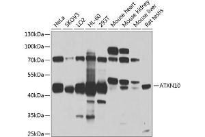 Western blot analysis of extracts of various cell lines, using  antibody (ABIN1678800, ABIN3019073, ABIN3019074 and ABIN6220701) at 1:1000 dilution. (Ataxin 10 抗体  (AA 346-475))