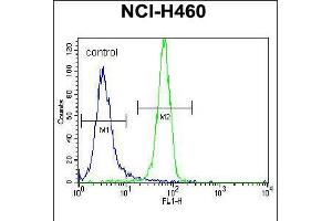 Flow cytometric analysis of NCI-H460 cells (right histogram) compared to a negative control cell (left histogram). (NGFB 抗体  (AA 84-115))