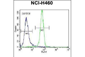 Flow cytometric analysis of NCI-H460 cells (right histogram) compared to a negative control cell (left histogram). (NGFB 抗体  (AA 84-115))