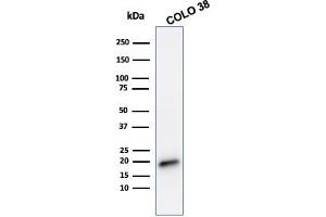 Western Blot Analysis of COLO 38 cell lysate using Melan-A Mouse Monoclonal Antibody (MLANA/788). (MLANA 抗体)