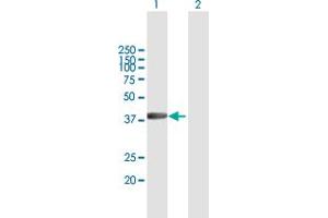 Western Blot analysis of RBMY1A1 expression in transfected 293T cell line by RBMY1A1 MaxPab polyclonal antibody. (RBMY1A1 抗体  (AA 1-356))