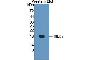 Detection of Recombinant RGC32, Human using Polyclonal Antibody to Response Gene To Complement 32 (RGC32)