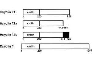 Diagram of human cyclins T1, T2a, and T2b and Drosophila cyclin T. (Cyclin T1 抗体  (Internal Region))