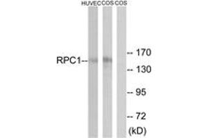 Western Blotting (WB) image for anti-Polymerase (RNA) III (DNA Directed) Polypeptide A, 155kDa (POLR3A) (AA 31-80) antibody (ABIN2890273) (POLR3A 抗体  (AA 31-80))