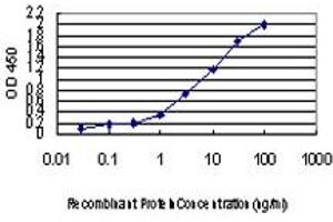 Detection limit for recombinant GST tagged FOXA2 is approximately 0. (FOXA2 抗体  (AA 363-457))