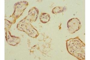 Immunohistochemistry of paraffin-embedded human placenta tissue using ABIN7157750 at dilution of 1:100 (KYNU 抗体  (AA 1-307))
