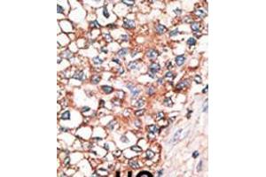 Immunohistochemistry (IHC) image for anti-Gap Junction Protein, alpha 10, 62kDa (GJa10) (AA 484-515), (C-Term) antibody (ABIN5536174)