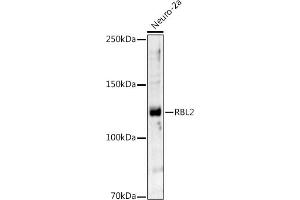 Western blot analysis of extracts of Neuro-2a cells, using RBL2 antibody (ABIN7269943) at 1:1000 dilution.
