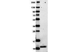 Anti-mouse MIP-1a in western blot shows detection of recombinant mouse MIP-1a/Ccl3 raised in E. (CCL3 抗体)