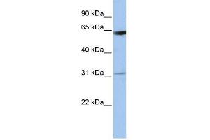 LOC642141 antibody used at 1 ug/ml to detect target protein. (LOC642141 抗体  (N-Term))