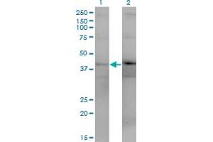 Western Blot analysis of DUSP4 expression in transfected 293T cell line by DUSP4 monoclonal antibody (M08), clone 1D12. (DUSP4 抗体  (AA 1-394))