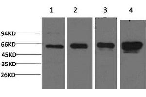 Western Blot analysis of 1) Hela, 2) 293T, 3) 3T3, 4) PC-12 cells using AMPK alpha1 Monoclonal Antibody at dilution of 1:2000.