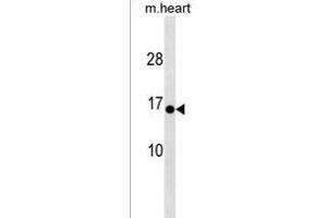 HIGD1C Antibody (C-term) (ABIN1537552 and ABIN2838282) western blot analysis in mouse heart tissue lysates (35 μg/lane). (HIGD1C 抗体  (C-Term))
