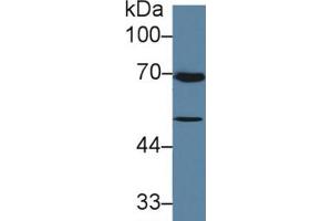Rabbit Detection antibody from the kit in WB with Positive Control: Human MCF7 cell lysate. (TGFB3 ELISA 试剂盒)