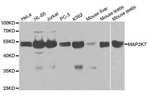 Western Blotting (WB) image for anti-Mitogen-Activated Protein Kinase Kinase 7 (MAP2K7) (AA 1-250) antibody (ABIN3023157)