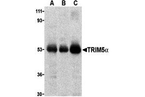 Western Blotting (WB) image for anti-Tripartite Motif Containing 5 (TRIM5) (C-Term) antibody (ABIN1030774) (TRIM5 抗体  (C-Term))