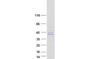 Western Blotting (WB) image for NIMA (Never in Mitosis Gene A)-Related Kinase 6 (NEK6) (Transcript Variant 1) protein (Myc-DYKDDDDK Tag) (ABIN2727082)