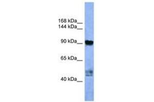 Image no. 1 for anti-Adaptor-Related Protein Complex 2, alpha 2 Subunit (AP2A2) (AA 612-661) antibody (ABIN6746730)