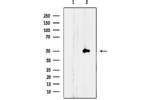 anti-Notchless Homolog 1 (NLE1) (Internal Region) antibody