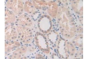 IHC-P analysis of Human Kidney Tissue, with DAB staining. (FDFT1 抗体  (AA 269-417))