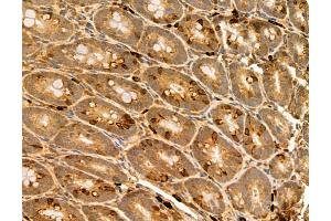 ABIN6265587 and ABIN6272983 at 1/100 staining Rat colon tissue by IHC-P. (PLIN3 抗体)