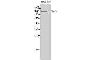 Western Blotting (WB) image for anti-Vav 3 Oncogene (VAV3) (Tyr542) antibody (ABIN3177912) (VAV3 抗体  (Tyr542))