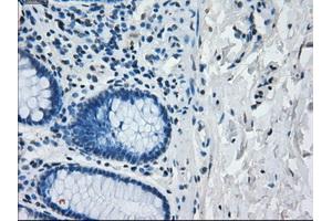 Image no. 1 for anti-Interferon Regulatory Factor 3 (IRF3) antibody (ABIN1498899) (IRF3 抗体)