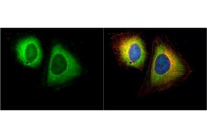 ICC/IF Image Ran BP1 antibody [N1C3] detects Ran BP1 protein at cytoplasm by immunofluorescent analysis. (RANBP1 抗体)