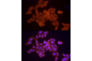 Immunofluorescence (IF) image for anti-Proteasome Subunit alpha 5 (PSMA5) (AA 1-241) antibody (ABIN6146304)