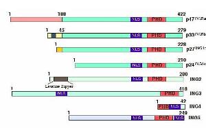 Figure shows the structural features of the inhibitor of growth (ING) protein family members. (ING4 抗体  (Isoform 1))