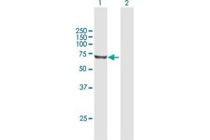 Western Blot analysis of RARS expression in transfected 293T cell line by RARS MaxPab polyclonal antibody. (RARS 抗体  (AA 1-660))