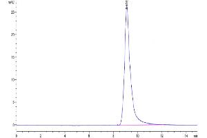 The purity of Mouse AGR-2 is greater than 95 % as determined by SEC-HPLC.