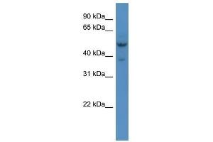 Hmx3 antibody used at 0. (HMX3 抗体  (Middle Region))