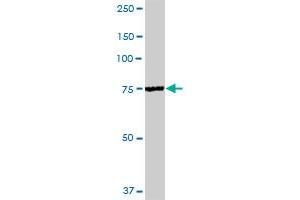 WDTC1 MaxPab polyclonal antibody. (WDTC1 抗体  (AA 1-676))