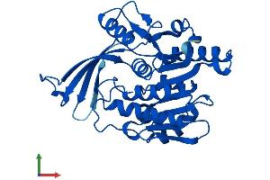 Protein Structure (PS) image for Ketohexokinase (KHK) (AA 1-298) protein (His tag) (ABIN7556784)
