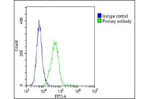 Overlay histogram showing C2C12 cells stained with (ABIN6242694 and ABIN6578668)(green line). (Vinculin 抗体  (AA 903-937))