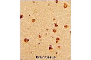 Formalin-fixed and paraffin-embedded human brain with KHSRP Antibody (N-term), which was peroxidase-conjugated to the secondary antibody, followed by DAB staining. (KHSRP 抗体  (N-Term))