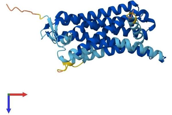 OR10H2 Protein (AA 1-315) (His tag)