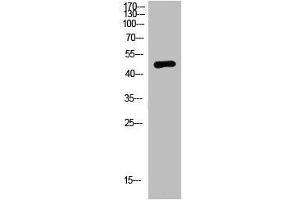 Western Blot analysis of mouse-brain cells using primary antibody diluted at 1:2000(4 °C overnight).
