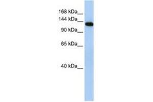 Image no. 1 for anti-Myosin Binding Protein C, Fast Type (MYBPC2) (AA 36-85) antibody (ABIN6740750) (MYBPC2 抗体  (AA 36-85))