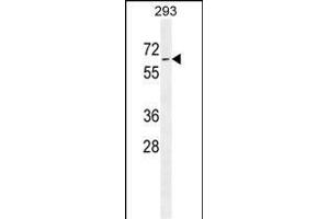PLD5 Antibody (C-term) (ABIN655545 and ABIN2845054) western blot analysis in 293 cell line lysates (35 μg/lane). (PLD5 抗体  (C-Term))