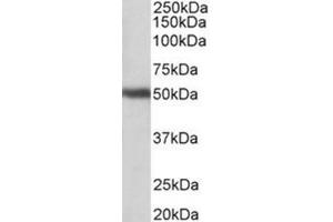 AP31783PU-N GPR83 antibody staining of Human Cerebellum lysate at 1 µg/ml (35 µg protein in RIPA buffer). (GPR83 抗体  (N-Term))