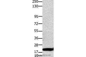 Western blot analysis of Hela cell, using CLDN1 Polyclonal Antibody at dilution of 1:1100 (Claudin 1 抗体)