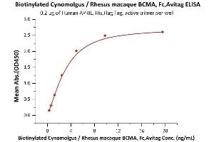 Immobilized Human APRIL, His,Flag Tag, active trimer (ABIN6972945) at 2 μg/mL (100 μL/well) can bind Biotinylated Cynomolgus / Rhesus macaque BCMA, Fc,Avitag (ABIN5526605,ABIN5526606) with a linear range of 0.
