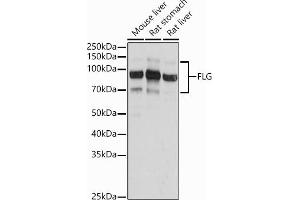 Western blot analysis of extracts of various cell lines, using FLG antibody (ABIN7267204) at 1:1000 dilution. (Filaggrin 抗体)