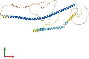 Protein Structure (PS) image for Polymerase I and Transcript Release Factor (PTRF) (AA 1-392) protein (His tag) (ABIN7562402)