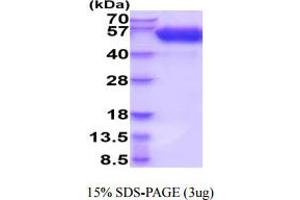 SDS-PAGE (SDS) image for Programmed Cell Death 1 (PDCD1) (AA 21-170) protein (hIgG-His-tag) (ABIN5854923)