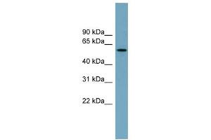 WB Suggested Anti-MNS1 Antibody Titration: 0.